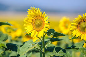 tournesol tige CCpixabay